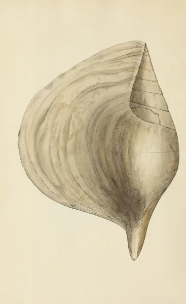 The mineral conchology of Great Britain Pl.485 av James Sowerby