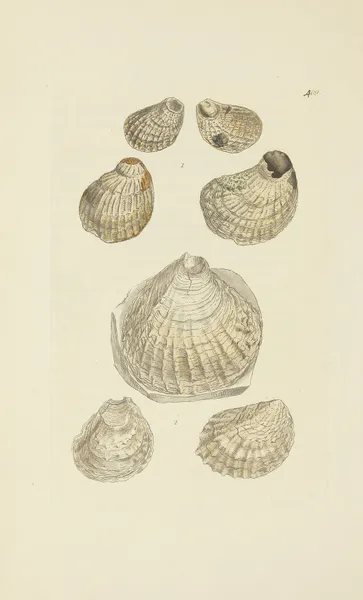 The mineral conchology of Great Britain Pl.492 av James Sowerby