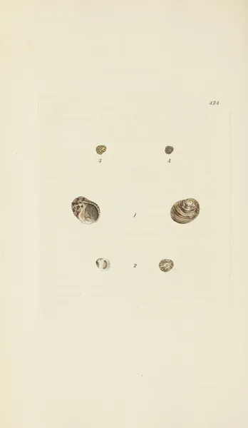 The mineral conchology of Great Britain Pl.506 av James Sowerby