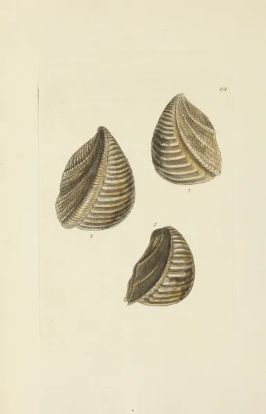 The mineral conchology of Great Britain Pl.513 av James Sowerby