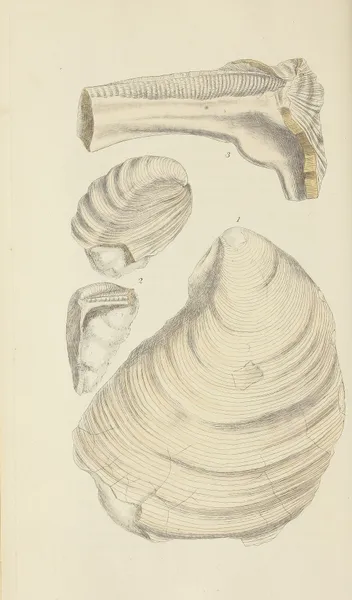The mineral conchology of Great Britain Pl.522 av James Sowerby