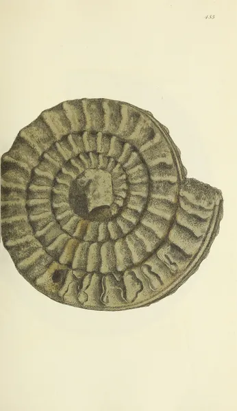 The mineral conchology of Great Britain Pl.535 av James Sowerby