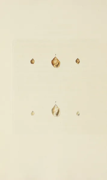The mineral conchology of Great Britain Pl.546 av James Sowerby