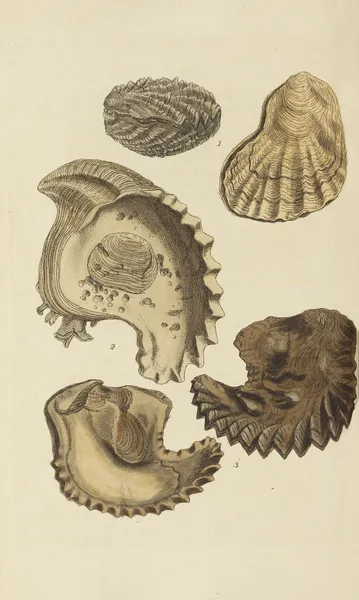 The mineral conchology of Great Britain Pl.549 av James Sowerby