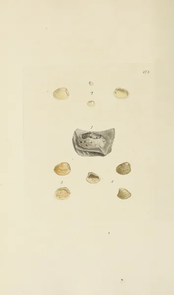 The mineral conchology of Great Britain Pl.556 av James Sowerby