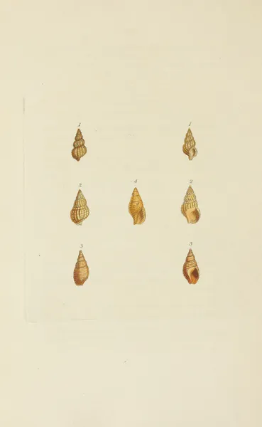 The mineral conchology of Great Britain Pl.558 av James Sowerby