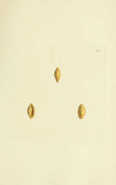 The mineral conchology of Great Britain Pl.559 av James Sowerby