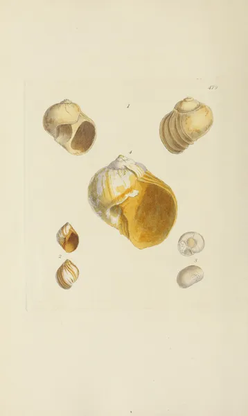 The mineral conchology of Great Britain Pl.560 av James Sowerby