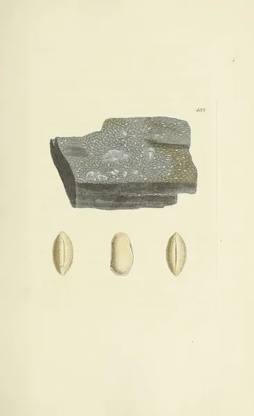 The mineral conchology of Great Britain Pl.566 av James Sowerby
