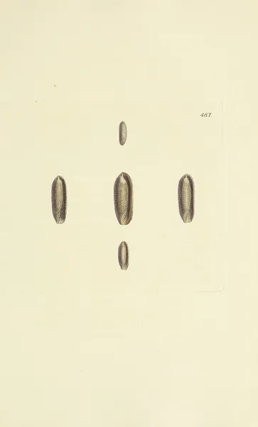 The mineral conchology of Great Britain Pl.568 av James Sowerby