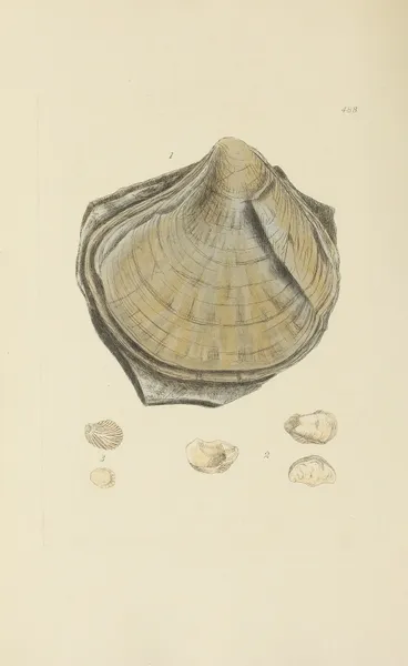 The mineral conchology of Great Britain Pl.569 av James Sowerby