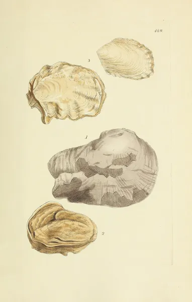 The mineral conchology of Great Britain Pl.570 av James Sowerby