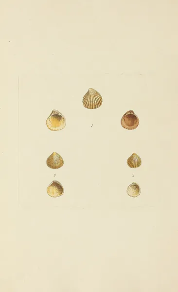 The mineral conchology of Great Britain Pl.571 av James Sowerby