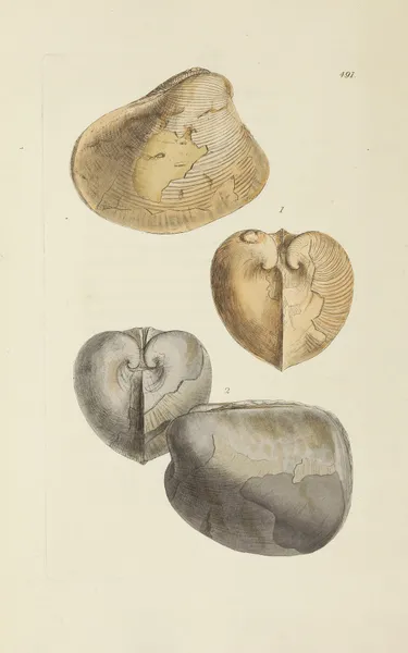 The mineral conchology of Great Britain Pl.572 av James Sowerby