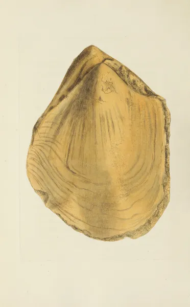 The mineral conchology of Great Britain Pl.573 av James Sowerby