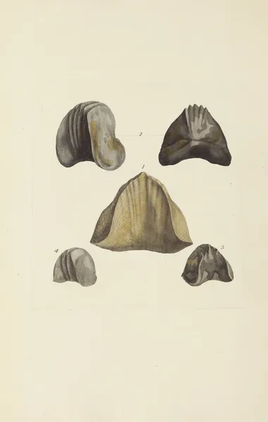The mineral conchology of Great Britain Pl.576 av James Sowerby
