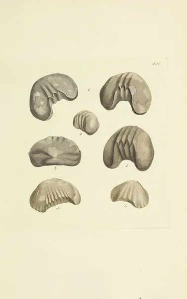 The mineral conchology of Great Britain Pl.577 av James Sowerby