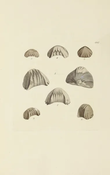 The mineral conchology of Great Britain Pl.578 av James Sowerby