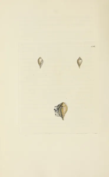The mineral conchology of Great Britain Pl.579 av James Sowerby