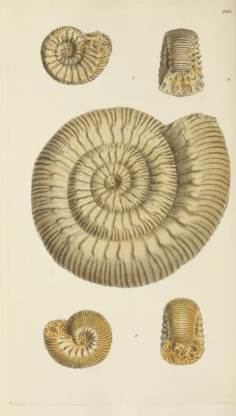 The mineral conchology of Great Britain Pl.581 av James Sowerby