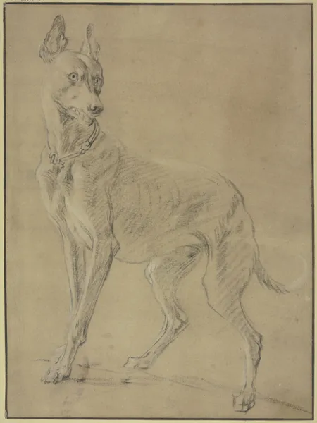 Greyhound to the left av Jan Weenix
