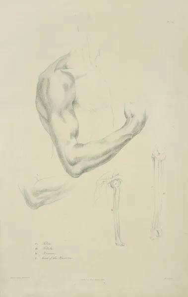 Four views of musculature and bones of bent arm av John Flaxman