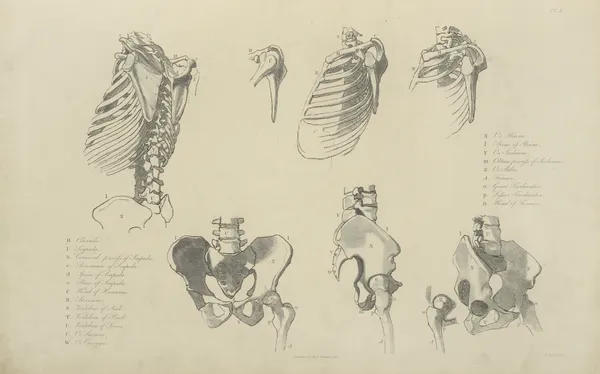 Seven views of bones of ribcage and pelvis av John Flaxman