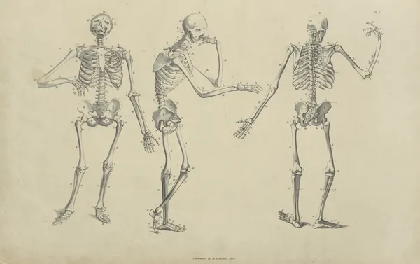 Three poses of skeleton av John Flaxman
