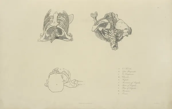 Three views of bones of upper torso av John Flaxman