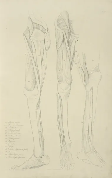Three views of musculature of the leg av John Flaxman