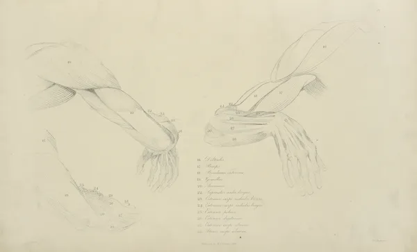 Three views of the musculature of the arm av John Flaxman