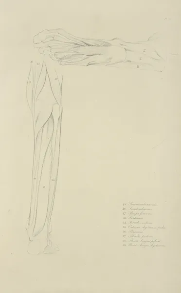 Two views of musculature of lower leg av John Flaxman