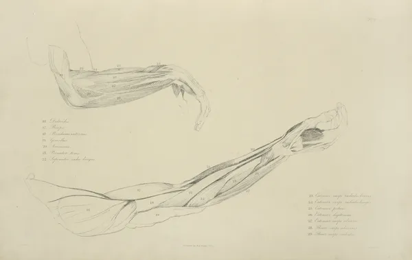 Two views of musculature of the arm av John Flaxman