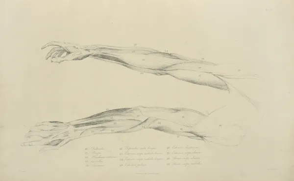 Two views of musculature of the arm. av John Flaxman