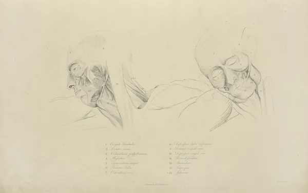 Two views of musculature of the face av John Flaxman