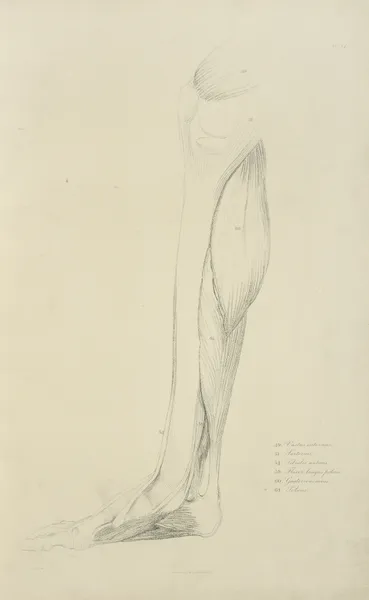 View of musculature of the leg av John Flaxman