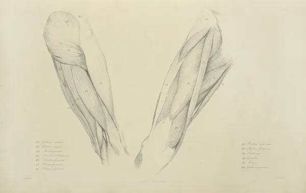 View of musculature of the upper leg av John Flaxman