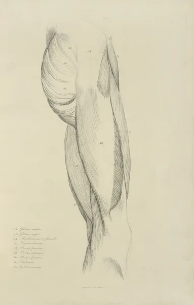 View of musculature of the upper leg and buttock av John Flaxman