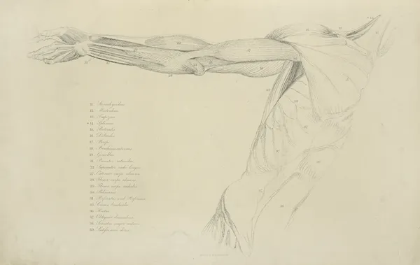 View of right arm and side of torso av John Flaxman