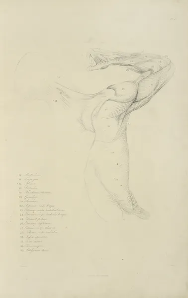 View of right arm and side of torso from the back av John Flaxman
