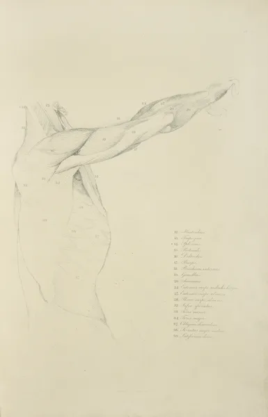 View of right arm and side of torso from the side av John Flaxman