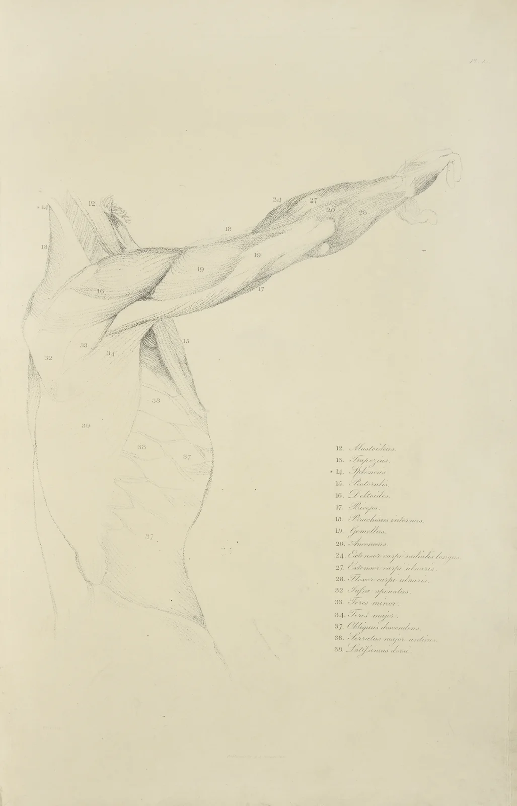 View of right arm and side of torso from the side av John Flaxman
