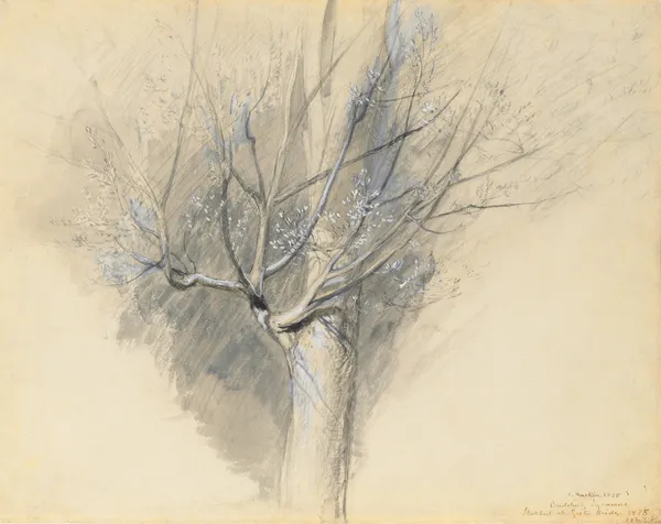 Budding Sycamore av John Ruskin