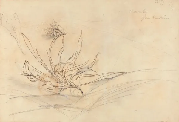 Sketch of Foliage av John Ruskin