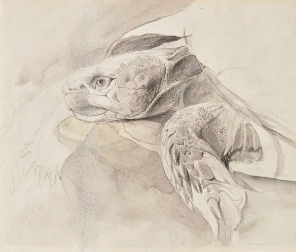 Study of a tortoise (19th century) av John Ruskin