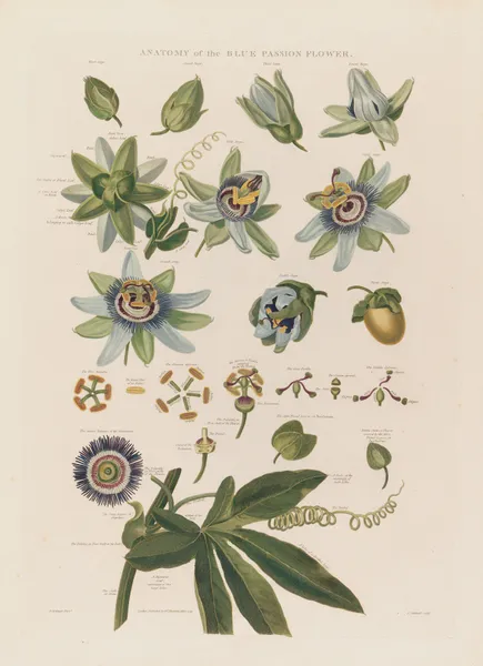 Anatomy of the blue passion flower av Robert John Thornton