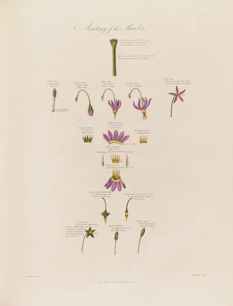 Anatomy of the Meadia av Robert John Thornton