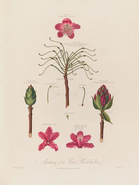 Anatomy of the Pontic Rhododendron av Robert John Thornton