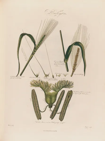 Barley av Robert John Thornton