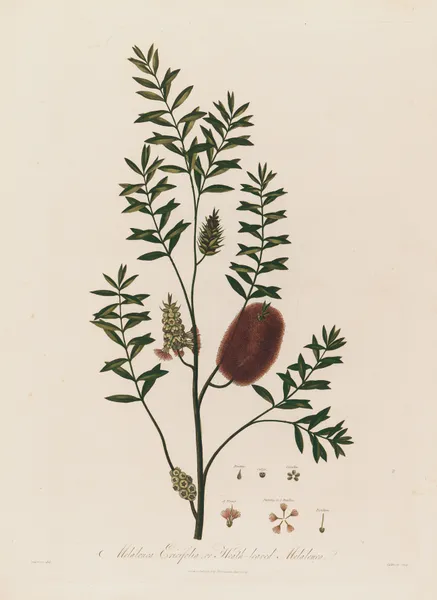 Melaleuca Ericifolia, or Heath-leaved Melaleuca av Robert John Thornton